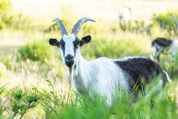 Portrait of a peacock goat, Pfauenziege, Capra aegagrus f. hircus