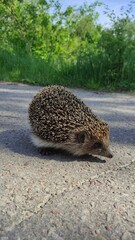 The hedgehog crosses the road.  The concept of the protection of animals. © Алексей Бондаренко