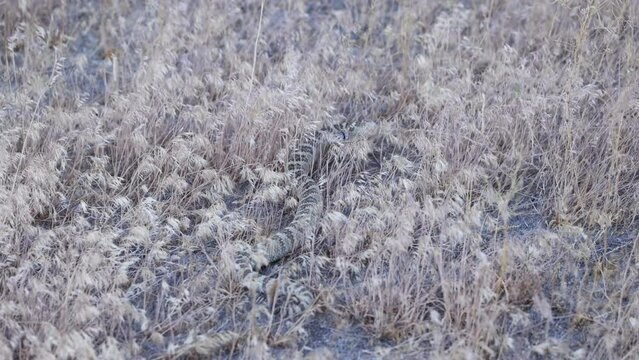 Rattlesnake retreats slowly into the grass in the desert