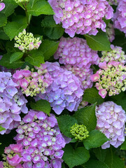 pink hydrangea flowers in garden