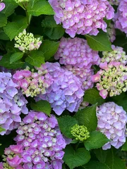 Verduisterende gordijnen pink hydrangea flowers in garden © zakharova ievgeniia