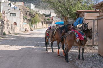 Horses on the narrow street of Real de Catorce, Mexico