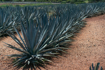 Field of agave plants in Tequila, Mexico