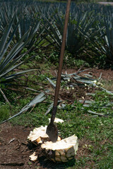 Blue Agave plant being harvested and cut, prepared for the production of Tequila