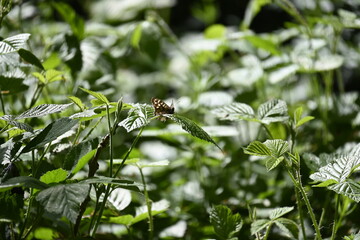Butterfly on a Leaf