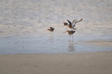 bird, möve, wasser, meer, natur, tier, gull, wild lebende tiere