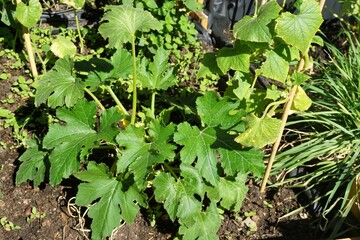 Grüne Petersilienpflanze in Hochbeet im Garten im Juli