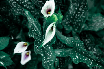 water droplet on elegant white calla lily