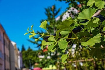 Fototapeta na wymiar Fresh bright green leaves of ginkgo biloba. Natural foliage texture background. Branches of a ginkgo tree in Nitra in Slovakia.