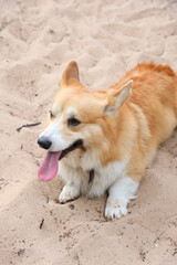 Photo of a welsh corgi close-up in nature