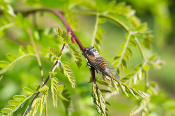 Singing cicada, a large insect on a green deciduous tree on a sunny summer day