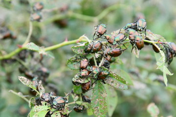 Japanese Beetles