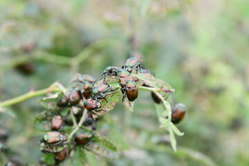 Japenese Beetles