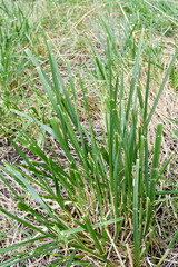 Wild Grass