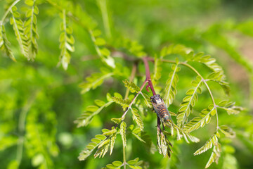 Singing cicada, a large insect on a green deciduous tree on a sunny summer day