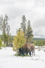 bison looking for a place to rest i the snow covered yellowstone national park