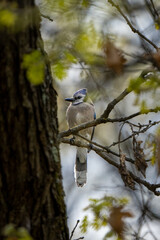 low angle of a puffy blue jay on an evergreen branch