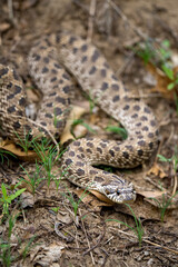 Fototapeta premium coiled bull snake on the forest floor