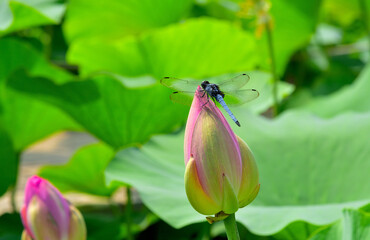 大賀ハスにとまるトンボ