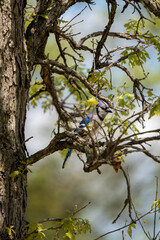 bluejay actively watching from a tree branch
