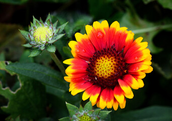 still life with the yellow-red flower of Gaillardia aristata
