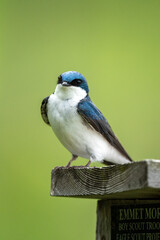 tree swallow perched a top a man made bird house
