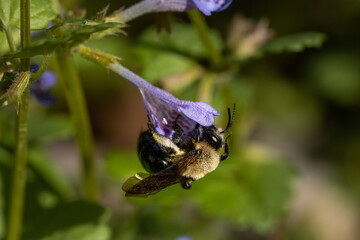 bumble bee covered in pollen getting a snack from a violet wild flower