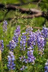 a small cluster of blue, purple, and white lupin blooming in minnesota