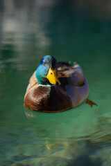 Fototapeta premium duck on the water
