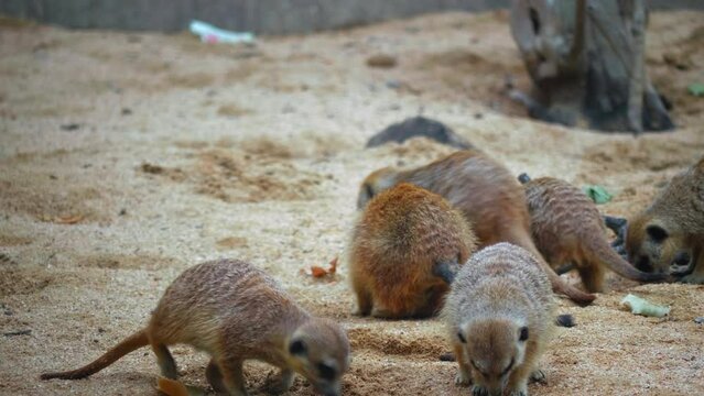 A flock of meerkats sit on a sandy slope and dine with crickets, they eat insects, a group of meerkats sit all together, the concept of society in animals