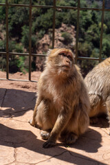 japanese macaque in the zoo