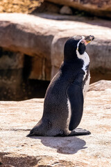 Humboldt penguin (Spheniscus humboldti) is a medium-sized penguin from South America