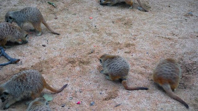 A flock of meerkats sit on a sandy slope and dine with crickets, they eat insects, a group of meerkats sit all together, the concept of society in animals
