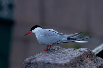 Arctic tern in northern city 
