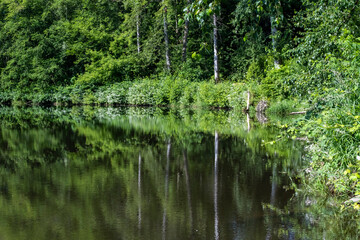 Woodland reflected in calm body of water