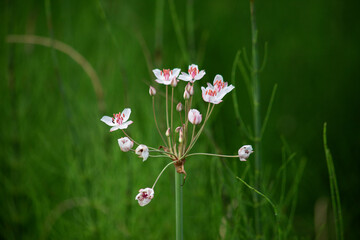 Close-up river white flower, against a background of green grass. Selective focus, blurred background. High quality photo