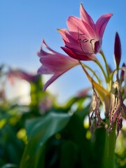 Obraz premium pink lotus flower