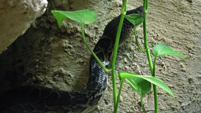 Cuban tree boa crawling in search of food, the concept of hunting reptiles and snakes, a documentary about the life of cold-blooded