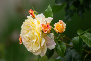 Yellow and red rose in a close up view. Selective focus, blurred background. High quality photo