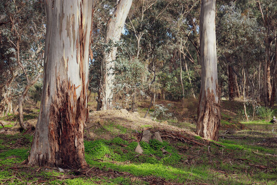 eucalyptus trees in bushland in historic gold diggings site in Yandoit in Victorian goldfields