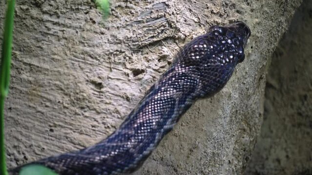 Close up Cuban boa crawling looking for a target to feed itself, the concept of hunting reptiles and snakes, a documentary about the life of cold-blooded