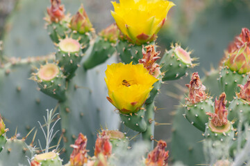 The Apis mellifera western honeybee gathers pollen from the giant yellow bloom of the prickly pear...