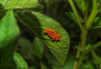 Colorado potato beetle eggs on a potato leaf. Insect pest for agriculture and vegetable garden.