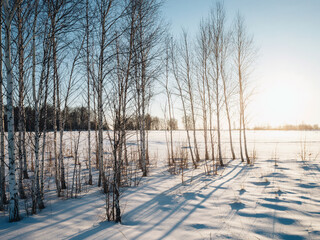 Forest with a birch trees during the winter in Russia