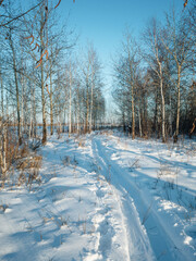 Fototapeta premium Forest with a birch trees during the winter in Russia