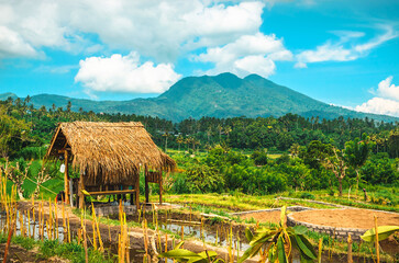 Fototapeta na wymiar Beautiful Bali rice fields and volcano. Rice terraces in Bali, Indonesia