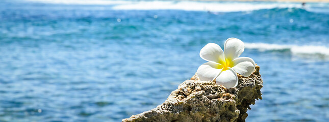 Frangipani flowers over sea background. Summer vacation and spa concept - obrazy, fototapety, plakaty