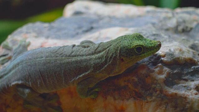 Portrait of a small green cute lizard that rests on a stone and basks, the concept of reptile life