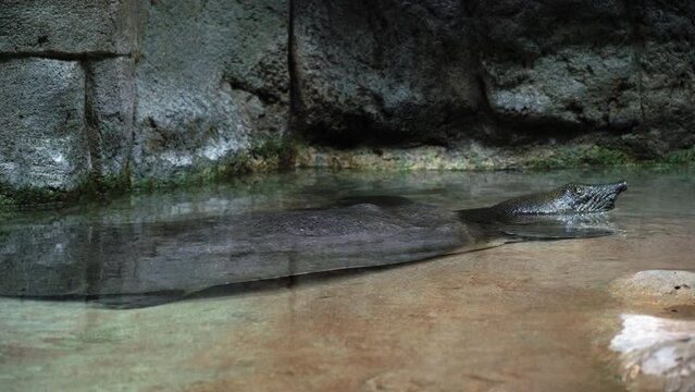 African softshell turtle It is in the water and only the head sticks out from under the water, the turtle is resting, the concept of reptile life