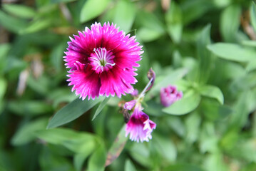 Sweet William #2